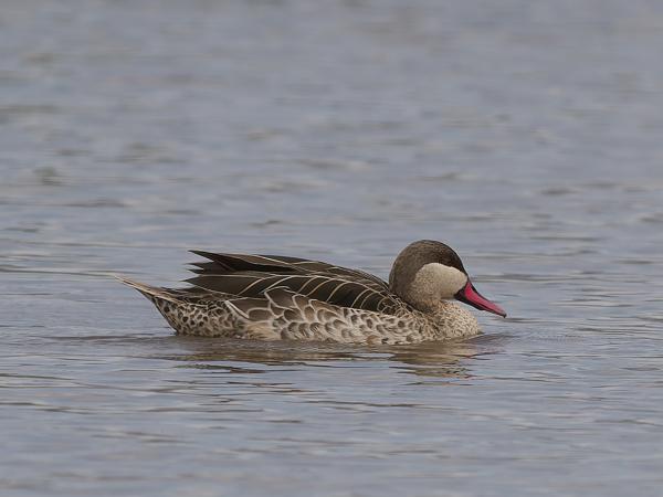 <h3><a href="/trips/tanzania/biota/animalia/chordata/aves/007 anseriformes/003 anatidae/anas erythrorhyncha/anas erythrorhyncha-nl.html">Anas&nbsp;erythrorhyncha</a> / Red‑billed&nbsp;teal / Roodsnavelpijlstaart</h3>OM-1 Mark II met OLYMPUS M.150-400mm F4.5, 1/2000 sec  bij F4.5, ISO 250, afstand 41.7&nbsp;m